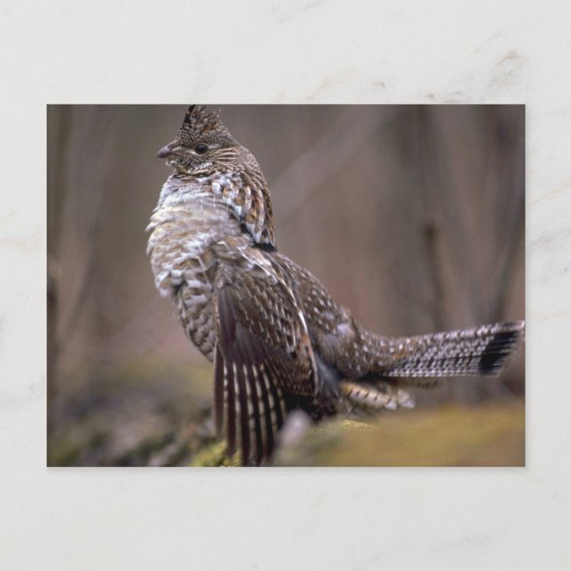 Ruffed Grouse Vykort (Framsida)