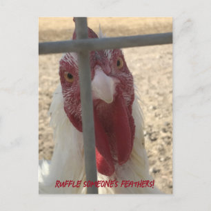 Ruffle någons fethers Chicken Card Vykort