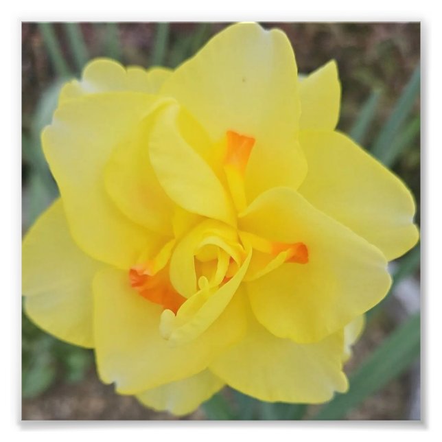 Ruffled Daffodil Fototryck (Framsidan)