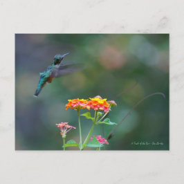 Ruffled Feathers ~ Hummingbird Vykort