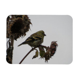 Ruffled Goldfinch på solrosmagnet Magnet