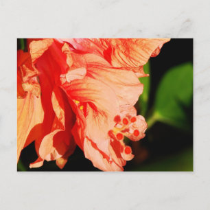 Ruffled Hibiscus Vykort