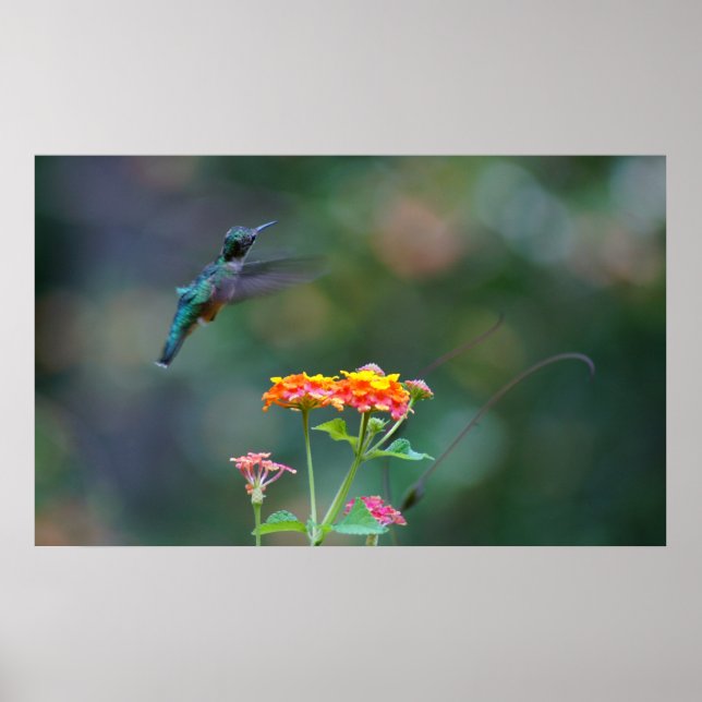Ruffled Hummer Poster (Framsidan)