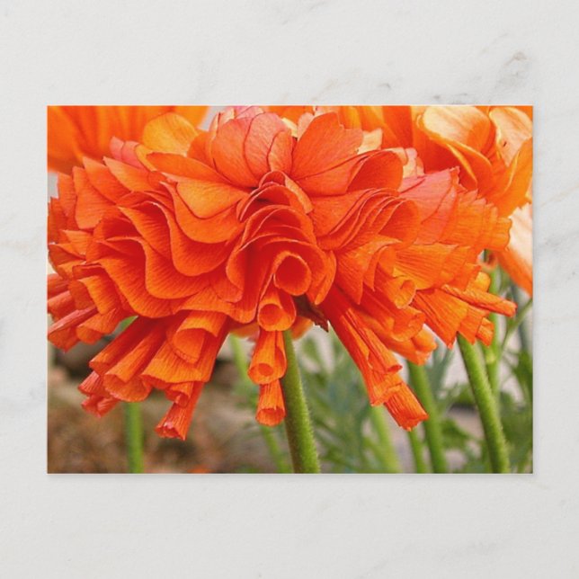 Ruffled Ranunculus vycard Vykort (Framsida)