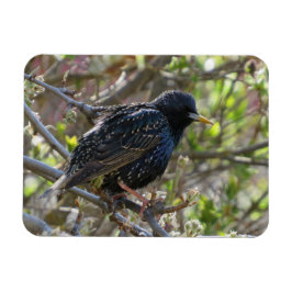 Ruffled Starling Magnet
