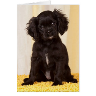 RUFFLES A BLACK CAVALIER KUNG CHARLES SPANIEL HÄLSNINGSKORT