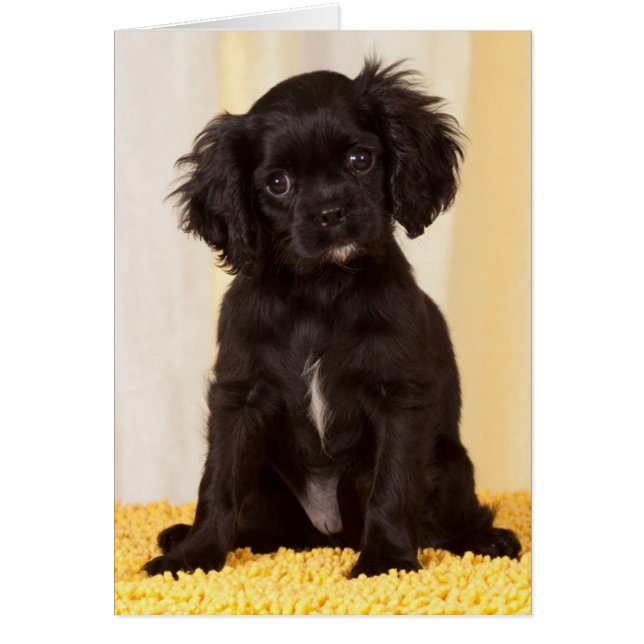 RUFFLES A BLACK CAVALIER KUNG CHARLES SPANIEL HÄLSNINGSKORT (Framsidan)