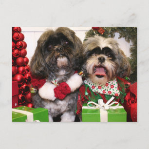 Ruffles och Riley - Shih Tzu - Miller Vykort
