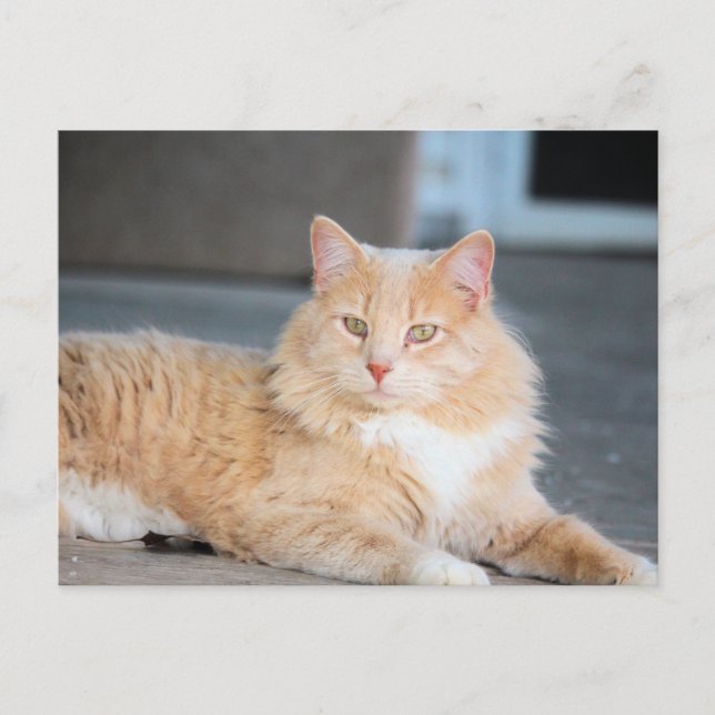 Ruffles Vykort (Framsida)