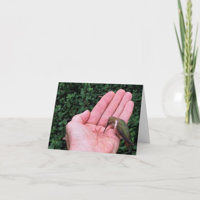 Rufous/Allens Hummingbird •, Joe Sweeney - kort (Framsida)