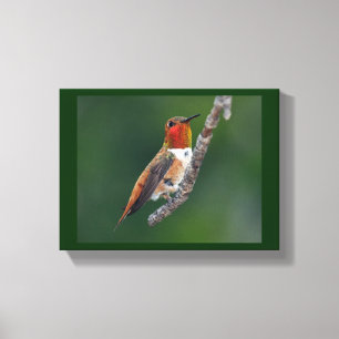 Rufous Hummingbird Canvastryck