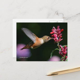 Rufous Hummingbird Drinking Anise Hyssop Nectar Vykort