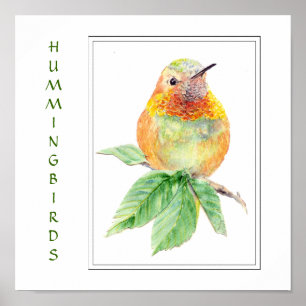 Rufous Hummingbird för vattenfärg - fågelsamling Poster
