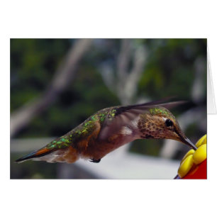 Rufous Hummingbird - Fotokort Hälsningskort