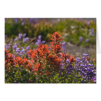Rufous Hummingbird Hälsningskort