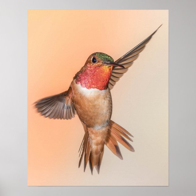 Rufous Hummingbird i en vacker doft Poster (Framsidan)