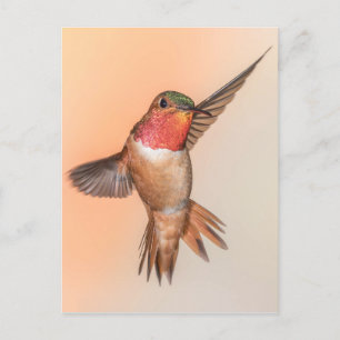 Rufous Hummingbird in a Stunning Pose Vykort