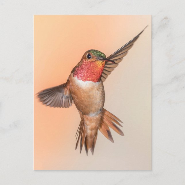 Rufous Hummingbird in a Stunning Pose Vykort (Framsida)