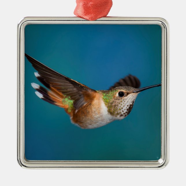 Rufous Hummingbird Julgransprydnad Metall (Framsidan)