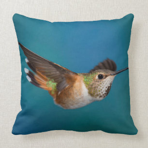 Rufous Hummingbird Kudde