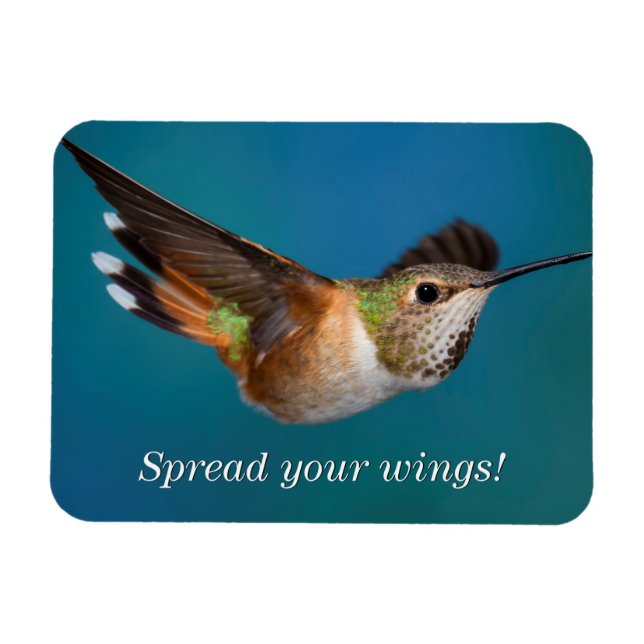 Rufous Hummingbird Magnet (Horisontell)