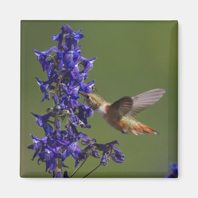 Rufous Hummingbird Magnet (Framsidan)