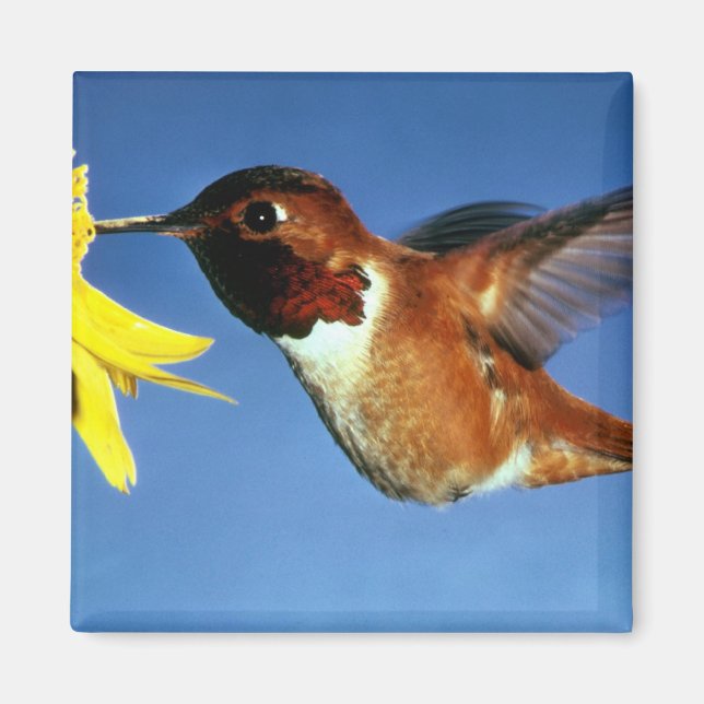 Rufous Hummingbird Magnet (Framsidan)
