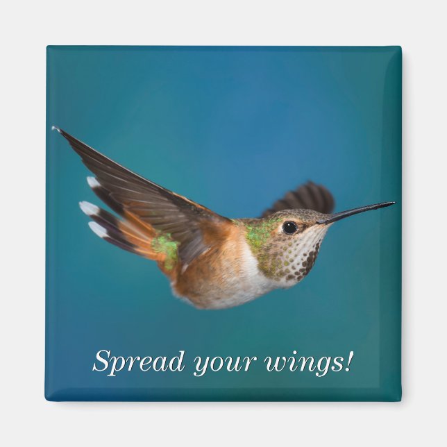 Rufous Hummingbird Magnet (Framsidan)