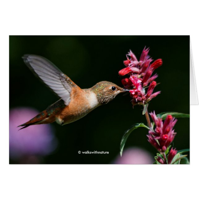 Rufous Hummingbird Matande på Anise Hyssop Hälsningskort (Framsidan Horizontal)
