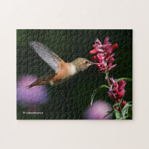 Rufous Hummingbird Matande på Anise Hyssop Pussel