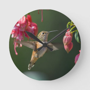 Rufous Hummingbird matande på Fuchsia Rund Klocka