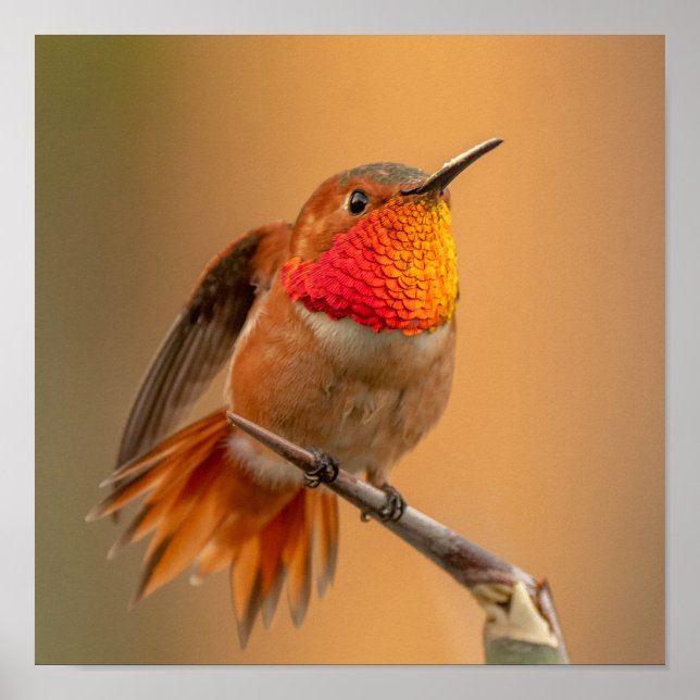 Rufous Hummingbird med Ruffled Feathers Poster (Framsidan)