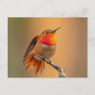Rufous Hummingbird med Ruffled Feathers Vykort
