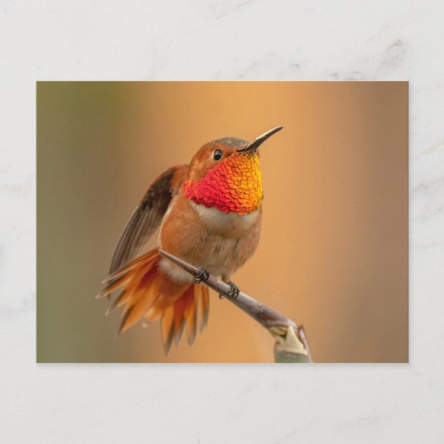 Rufous Hummingbird med Ruffled Feathers Vykort (Framsida)