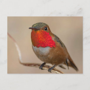 Rufous Hummingbird med spektakulär Orange Throat Vykort