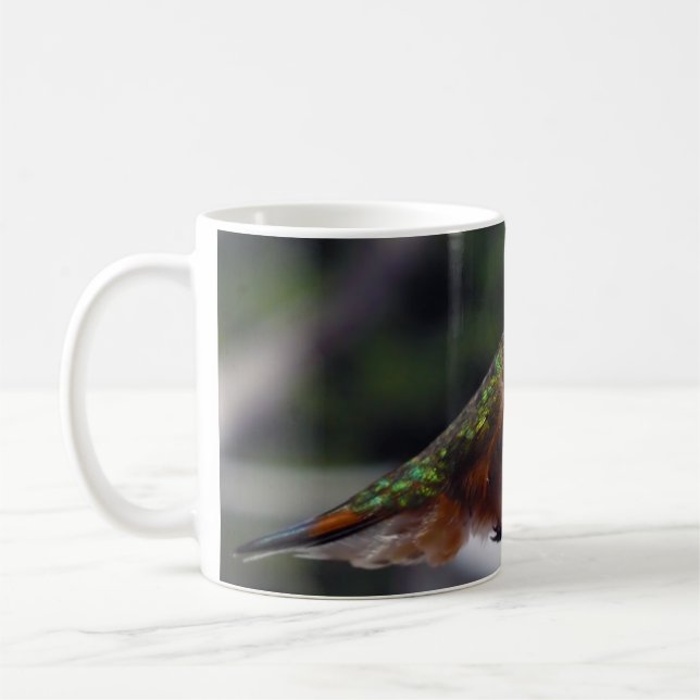 Rufous Hummingbird - muggar (Vänster)
