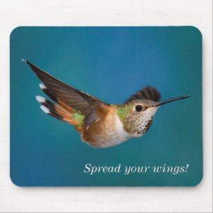 Rufous Hummingbird Musmatta