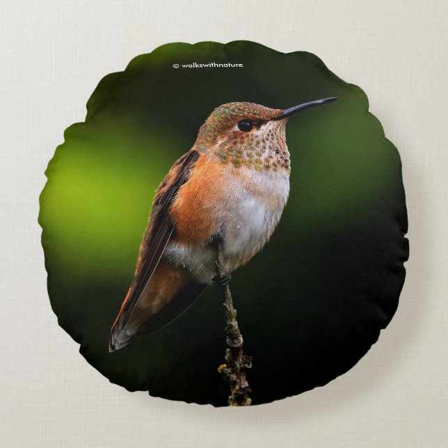 Rufous Hummingbird på Hybrid Fruit Träd Rund Kudde (Framsidan)