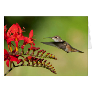 Rufous Hummingbird på Lucifer Crocosmia Hälsningskort