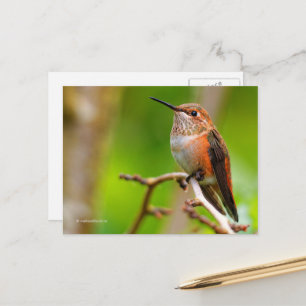 Rufous Hummingbird på Plum Träd Vykort