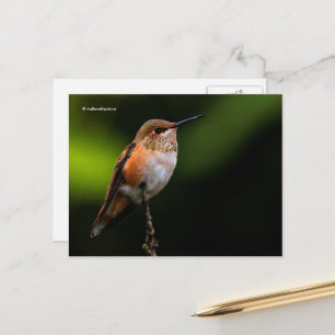 Rufous Hummingbird Perches på Fruit Träd Vykort