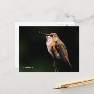 Rufous Hummingbird Perches på Fruit Träd Vykort