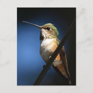 Rufous Hummingbird - Postcards Vykort