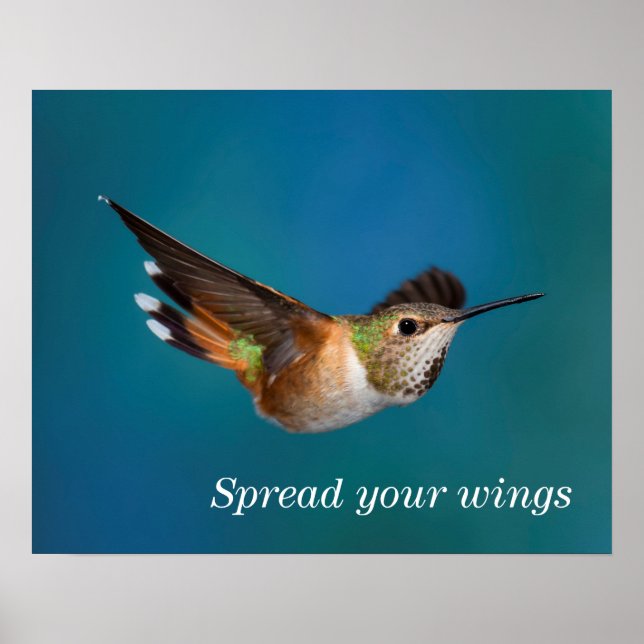 Rufous Hummingbird Poster (Framsidan)