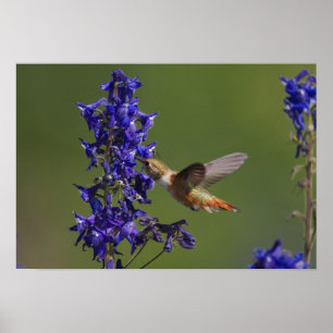 Rufous Hummingbird, Selasphorus rufus, hondjur Poster