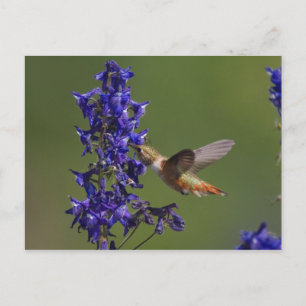 Rufous Hummingbird, Selasphorus rufus som är Vykort