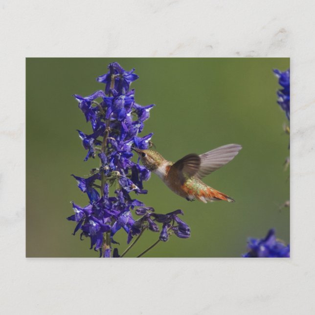 Rufous Hummingbird, Selasphorus rufus som är Vykort (Framsida)