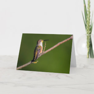 Rufous Hummingbird Sföreliggande - Tack, ditt kort