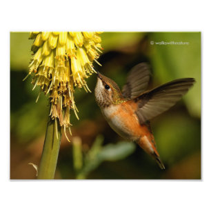 Rufous Hummingbird Sipping Kniphofia Nectar Fototryck