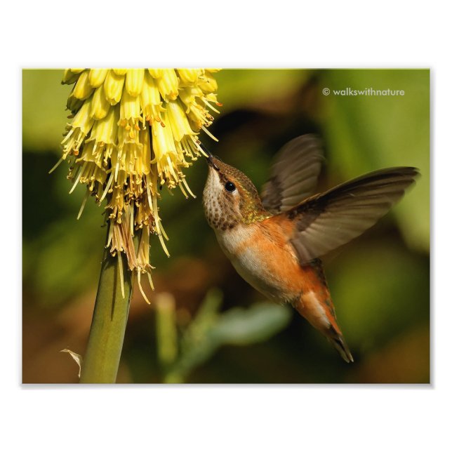 Rufous Hummingbird Sipping Kniphofia Nectar Fototryck (Framsidan)